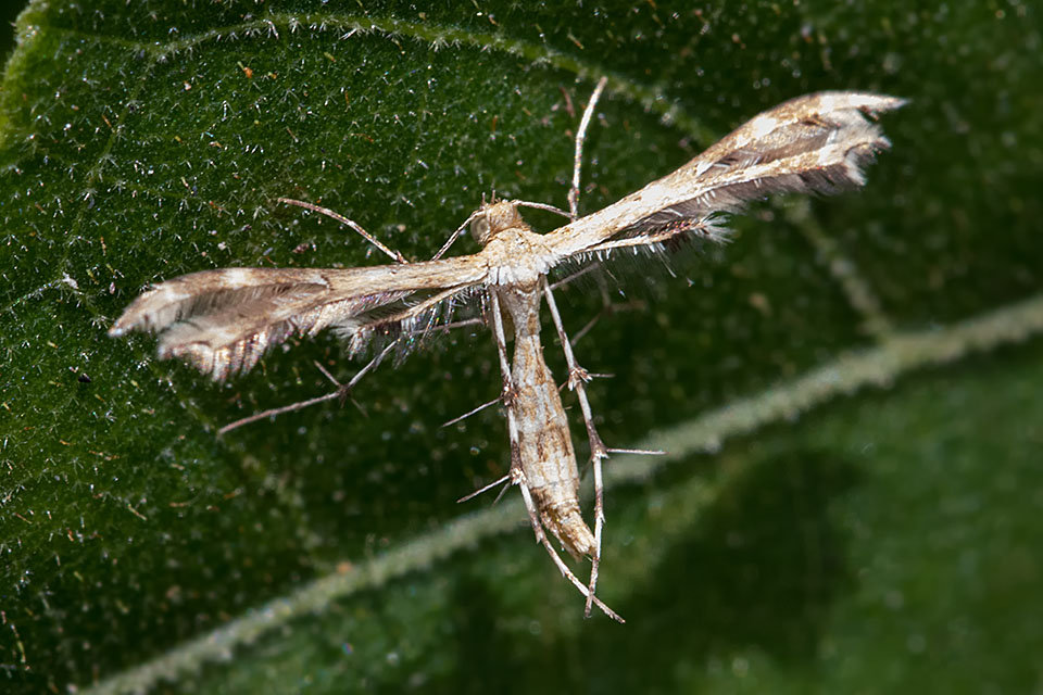 Plume Moth (Pterophoridae sp) (Pterophoridae sp)